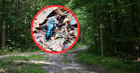 Leśnicy ostrzegają. Owady zaczęły wędrówkę. Dysponują silną toksyną