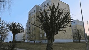 Bytów: Emocje po przycince drzew na ul. Zwycięstwa