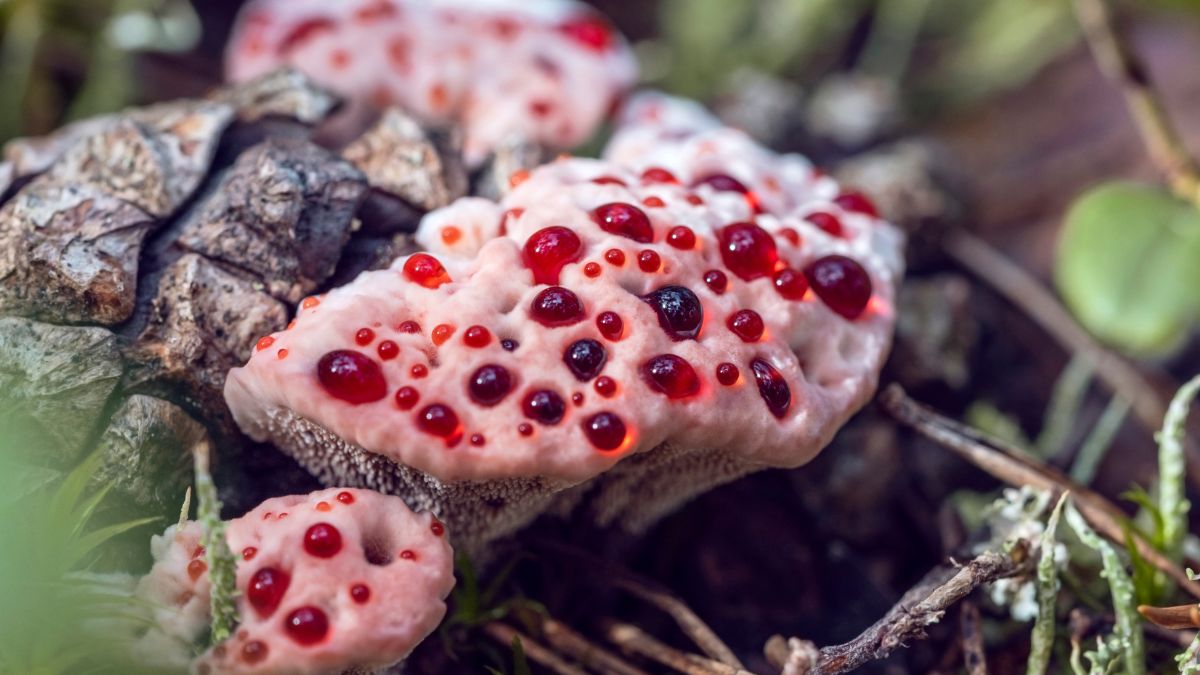 Kolczakówka piekąca