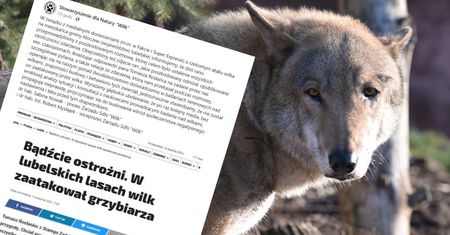 Awantura o wilka. Specjaliści o ataku na grzybiarza w lubelskim lesie