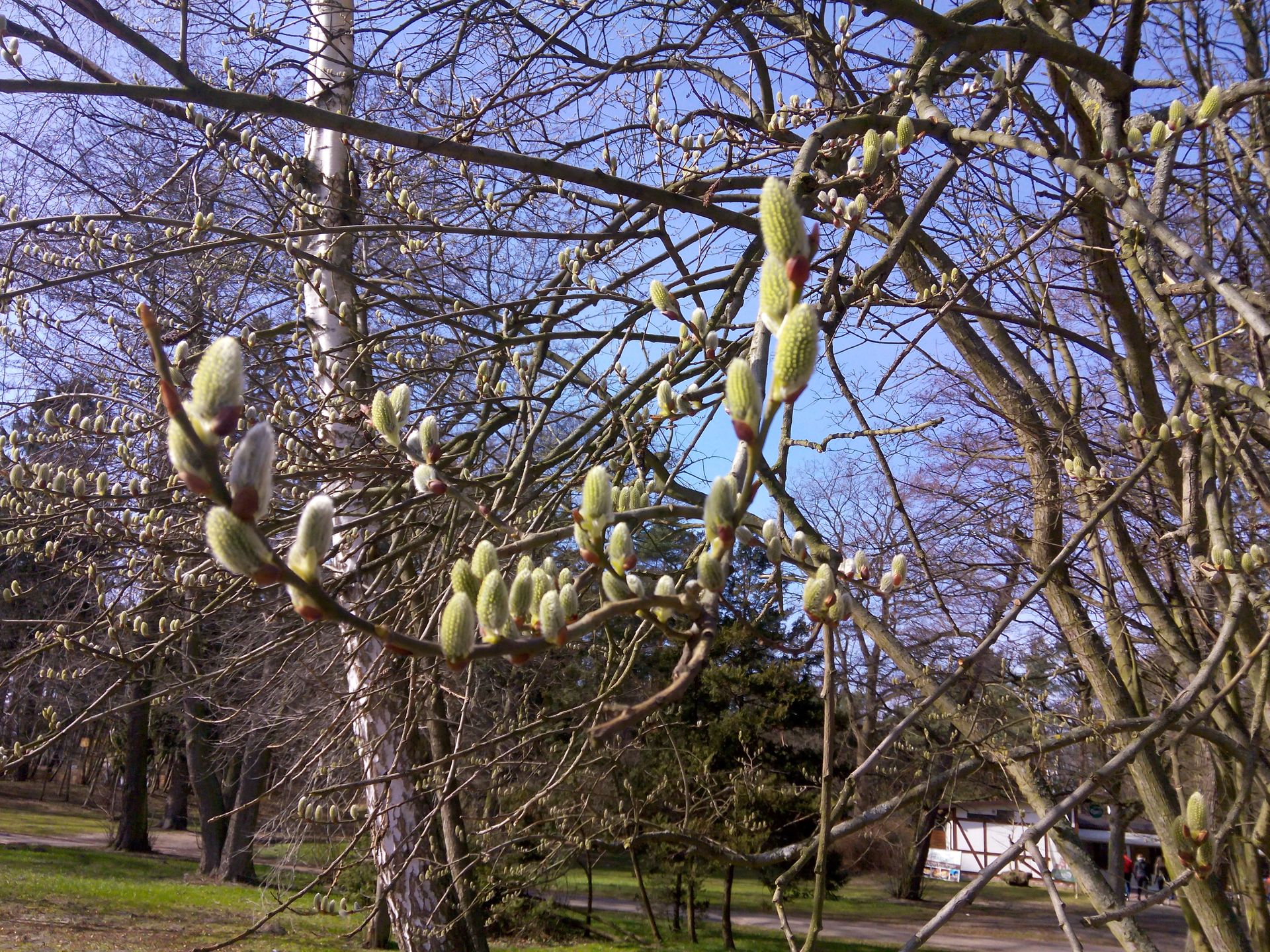 Goclever Insignia 550i - test i recenzja taniego phabletu 27