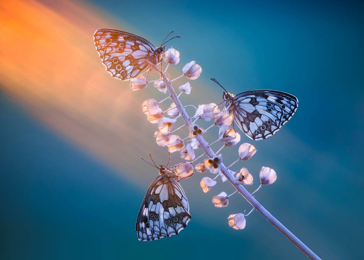Najlepsze zdjęcia makro 12 edycji konkursu Garden Photographer of the Year 14