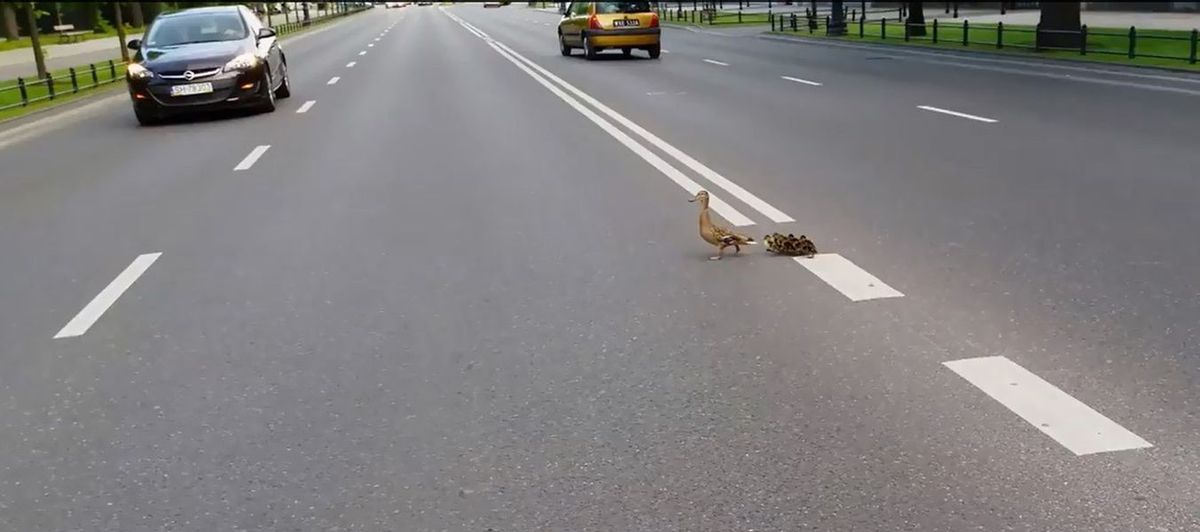 Przeprawa kaczek przez Aleje Ujazdowskie [WIDEO]