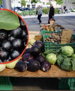 Zadziwiające odkrycie polskich naukowców. Te dwa produkty mają supermoce