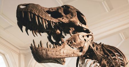 Pierwsza taka aukcja w Europie. Pod młotek trafi król dinozaurów