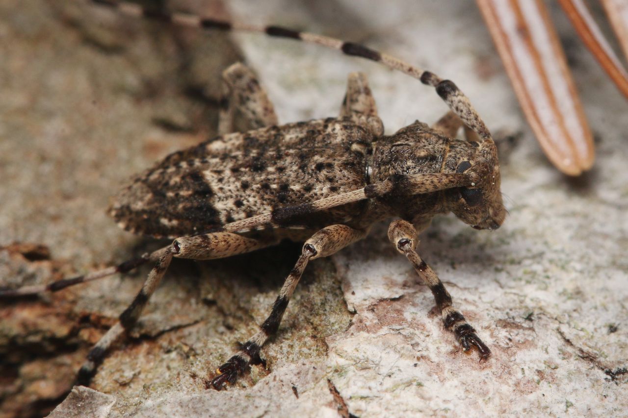 Tycz cieśla, osobliwy bywalec lasów i ogrodów