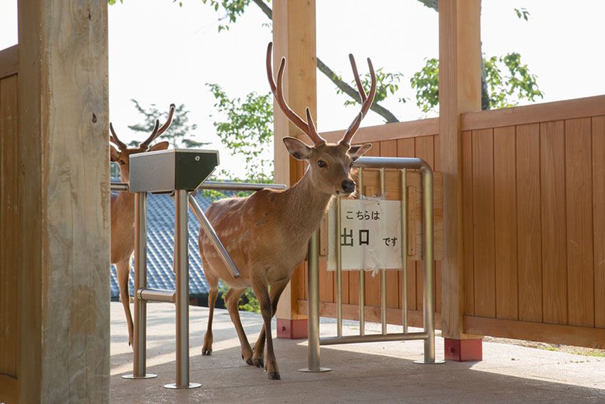 W mieście Nara i na wyspie Miyajima w Japonii, dzikie jelenie swobodnie poruszają się po ulicach. Yoko Ishii wykonała ciekawy cykl zdjęć, który na pierwszy rzut oka został cyfrowo zmanipulowany. W rzeczywistości tak nie jest.