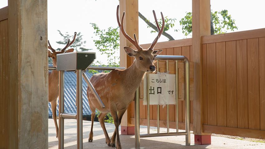 Zdjęcia uliczne z jeleniami zamiast ludzi 1