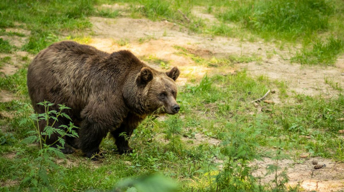 Niedźwiedzie w Kleczy Dolnej k. Wadowic. Leśnicy apelują o zachowanie ostrożności