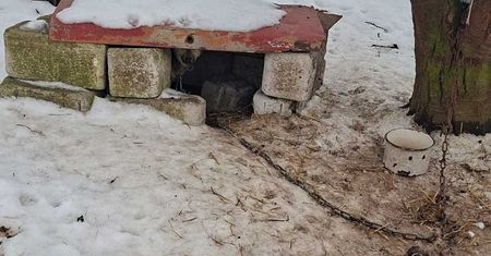 Zamiast schronienia – blacha i łańcuchy. 16 psów odebranych z posesji w gminie Mircze