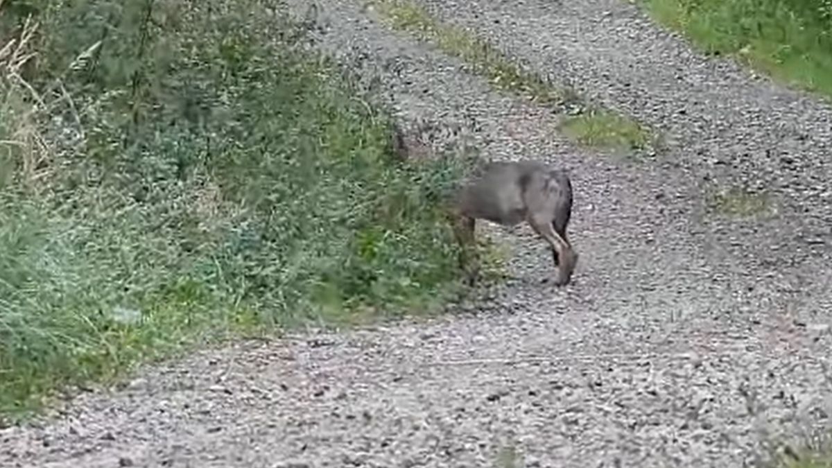 Uchwycił młodego wilka