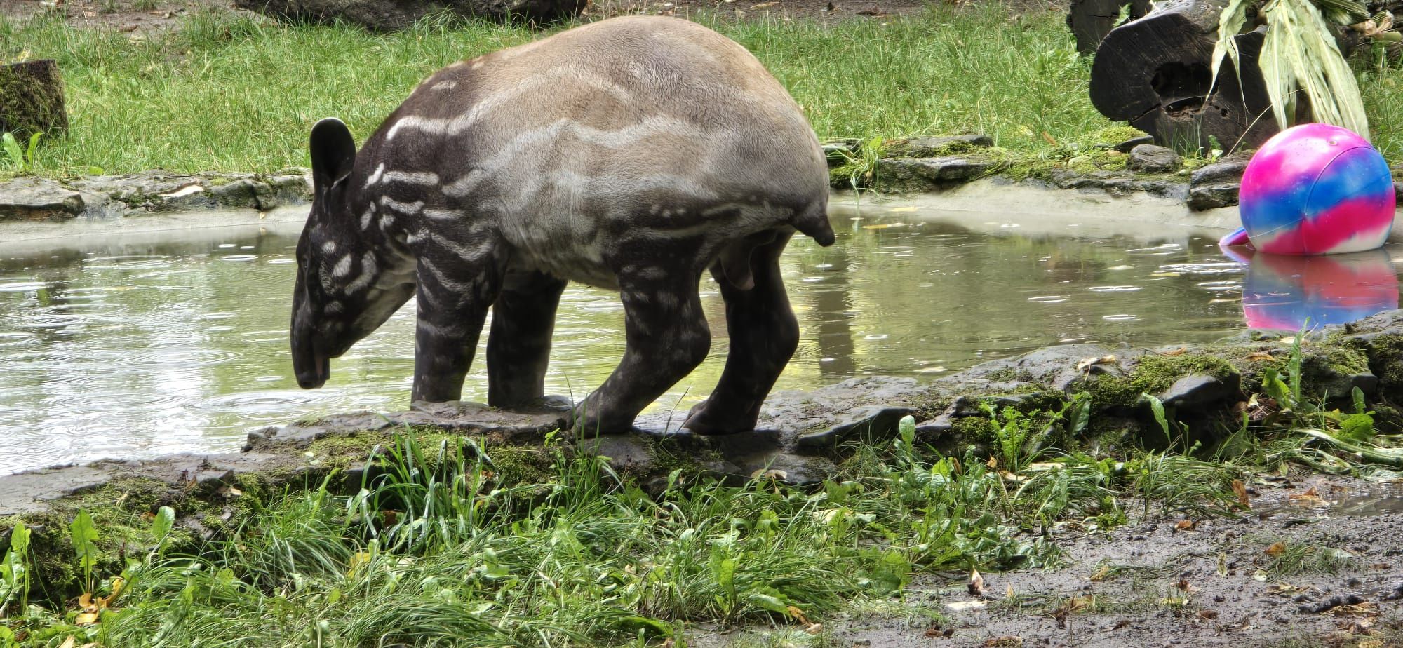 Tapir Baby Shower