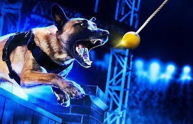 „Najlepszy pies w policji” od 7 maja w Crime+Investigation Polsat (wideo)