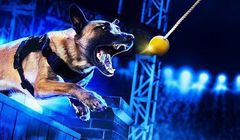 „Najlepszy pies w policji” od 7 maja w Crime+Investigation Polsat (wideo)