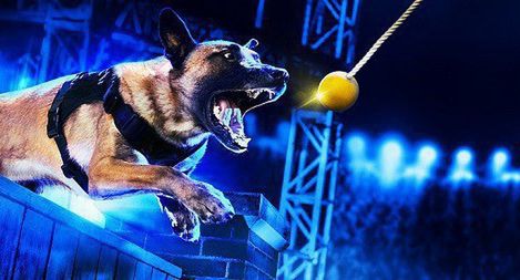 „Najlepszy pies w policji” od 7 maja w Crime+Investigation Polsat (wideo)