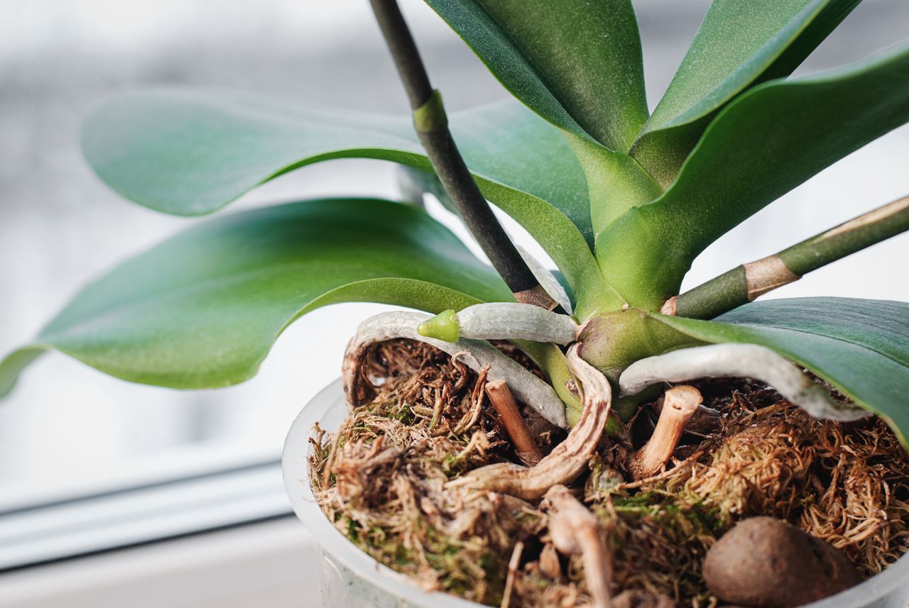 How a pharmacy staple can revive your wilting orchids