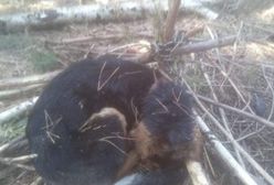 Złotówek. Przywiązał psa w lesie. Zwierzę nie miało szans