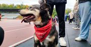 Słupsk: Biegli dla czworonogów! XI Słupski Bieg Charytatywny za nami