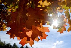 Pogoda na poniedziałek. Temperatura nawet do 24 stopni