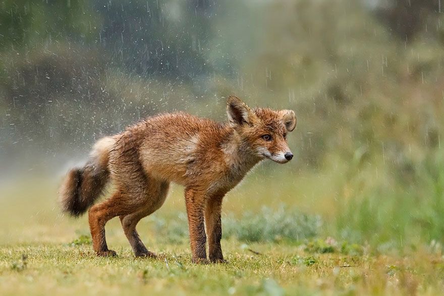 Jak robi lis? Czyli dzikie lisy Roeselien Raimond 11