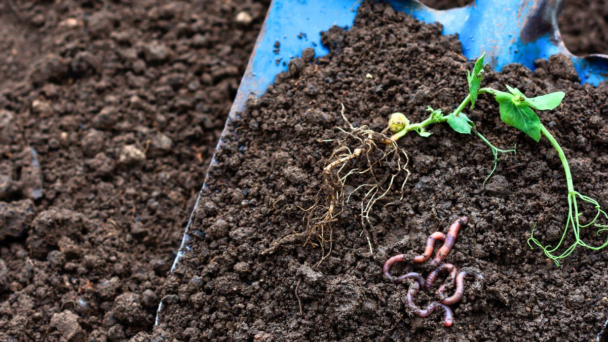Tak poprawiam jakość gleby w ogrodzie co sezon 
