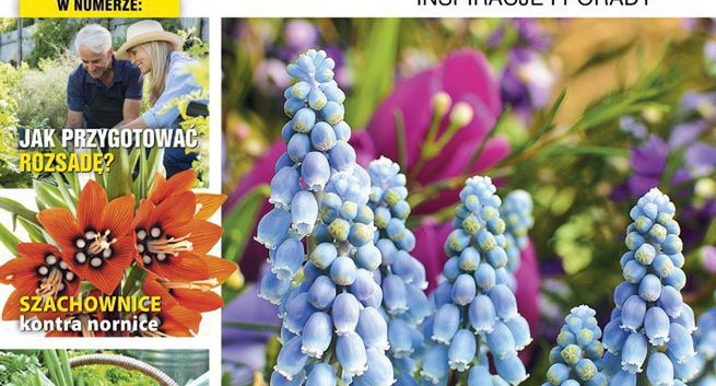 „Kocham Ogród” zmienia się w miesięcznik. Nowy layout i więcej stron
