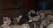 Kilkadziesiąt psów w workach. W ostatniej chwili uratowane przed ubojem