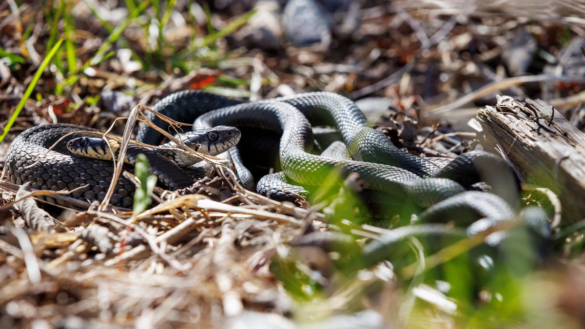 Węże i żmije lubią wygrzewać się w ciepłe dni na słońcu 