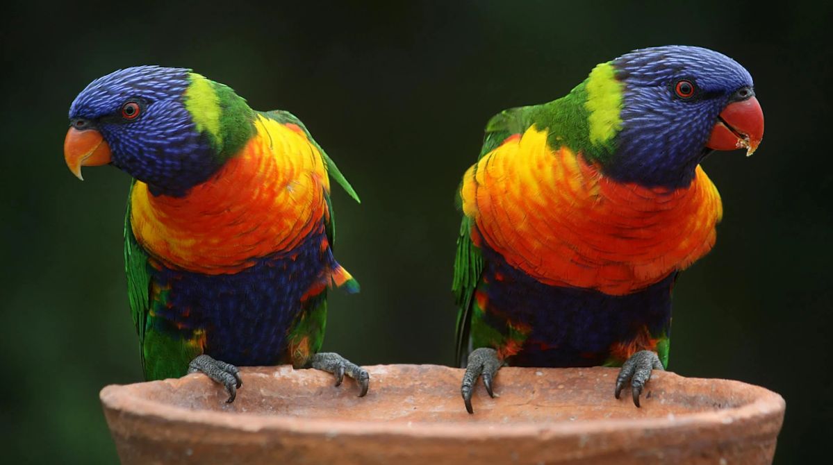 Sosnowiec: Ptasi festiwal. Kolory, świergot i koronki na głowach