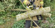 Strażacy usuwają skutki wichury. Kilkadziesiąt interwencji w Gorzowie