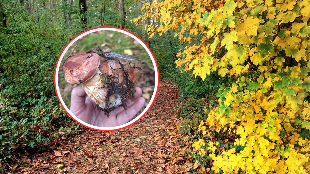 "Grzyby marynowane" prosto z lasu. Zaskakujące znalezisko pani A