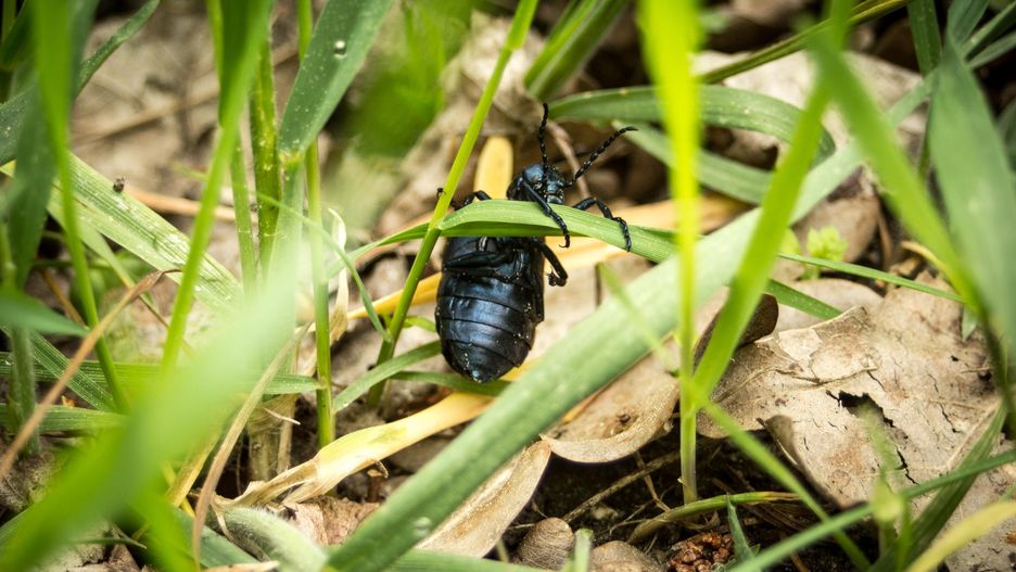 cantharidine, oleica krówka, meloe proscarabaeus, meloidae beetles, animal, bee, colorful, antennas, outdoor, coleoptera, black beetle, isolated beetles, meloe violaceus, entomology, beetle meloe, meloidae, enemy, parasitic, protected, danger, wild, big, closeup, blue, bug, metallic, violet, black, nature, springtime, macro, wildlife, meadow, europe, violaceus, arthropod, insect, oil, beetle, poisonous, meloe, anthicidae, kantarydyna