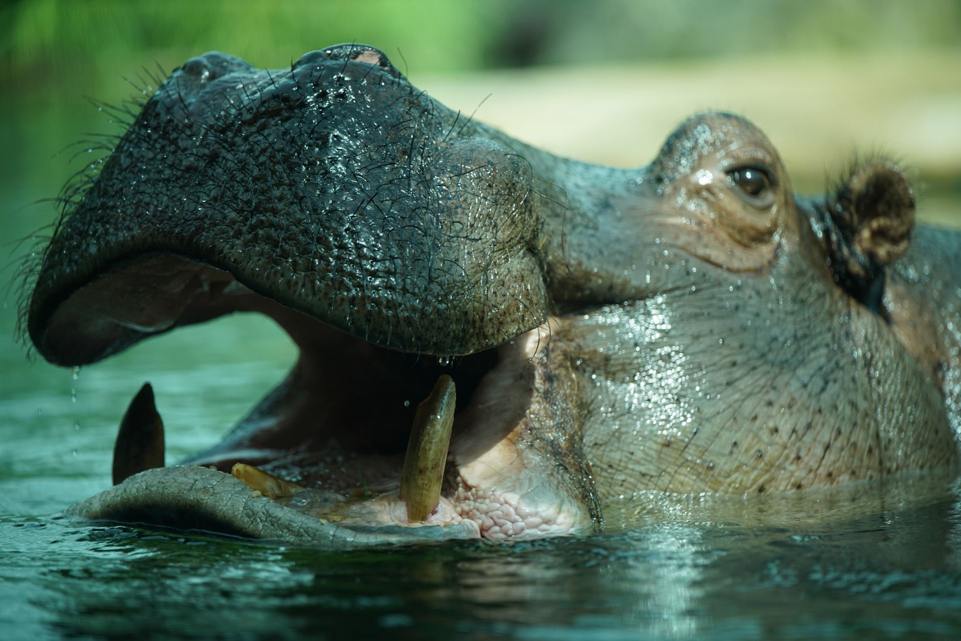 Sony FE 70–200 mm f/2.8 GM OSS - zdjęcia przykładowe z ZOO w Berlinie 13