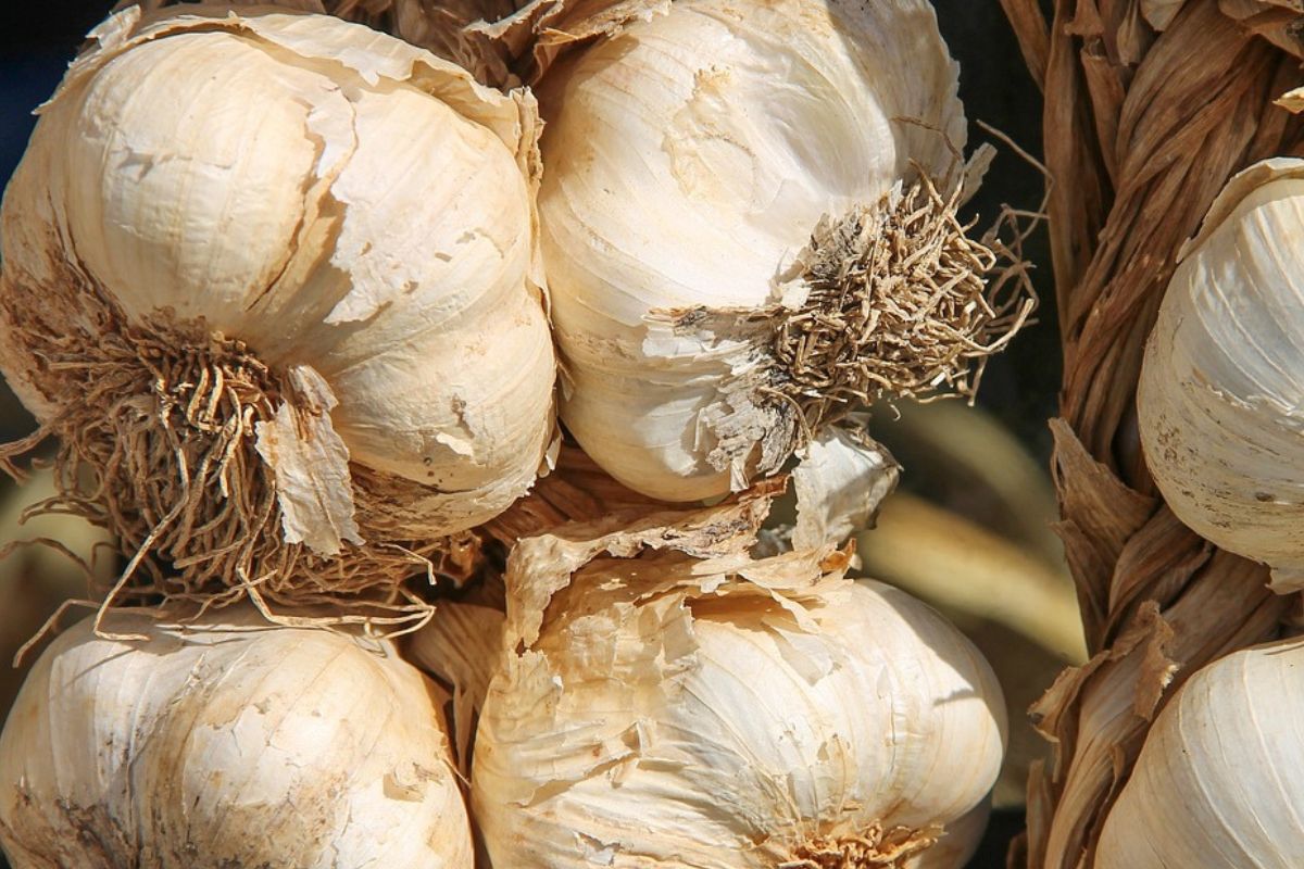 How to store garlic?