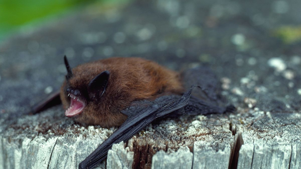W Olsztynie znaleziono nietoperza zakażonego wścieklizną 