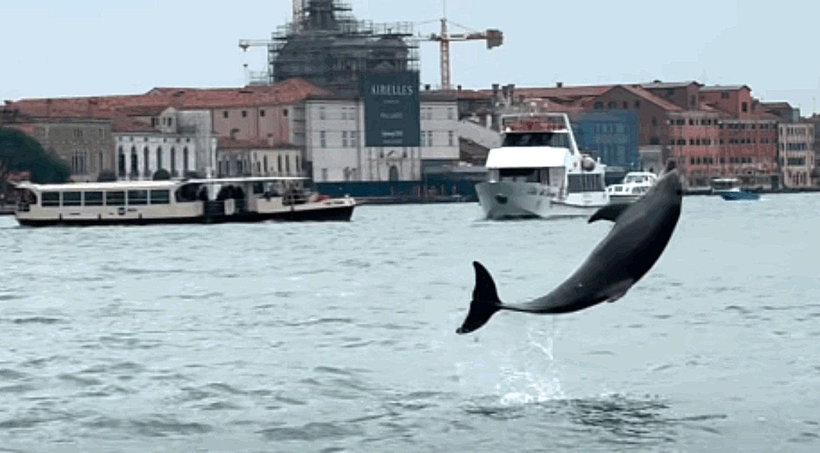 Delfin pojawił się w weneckiej lagunie