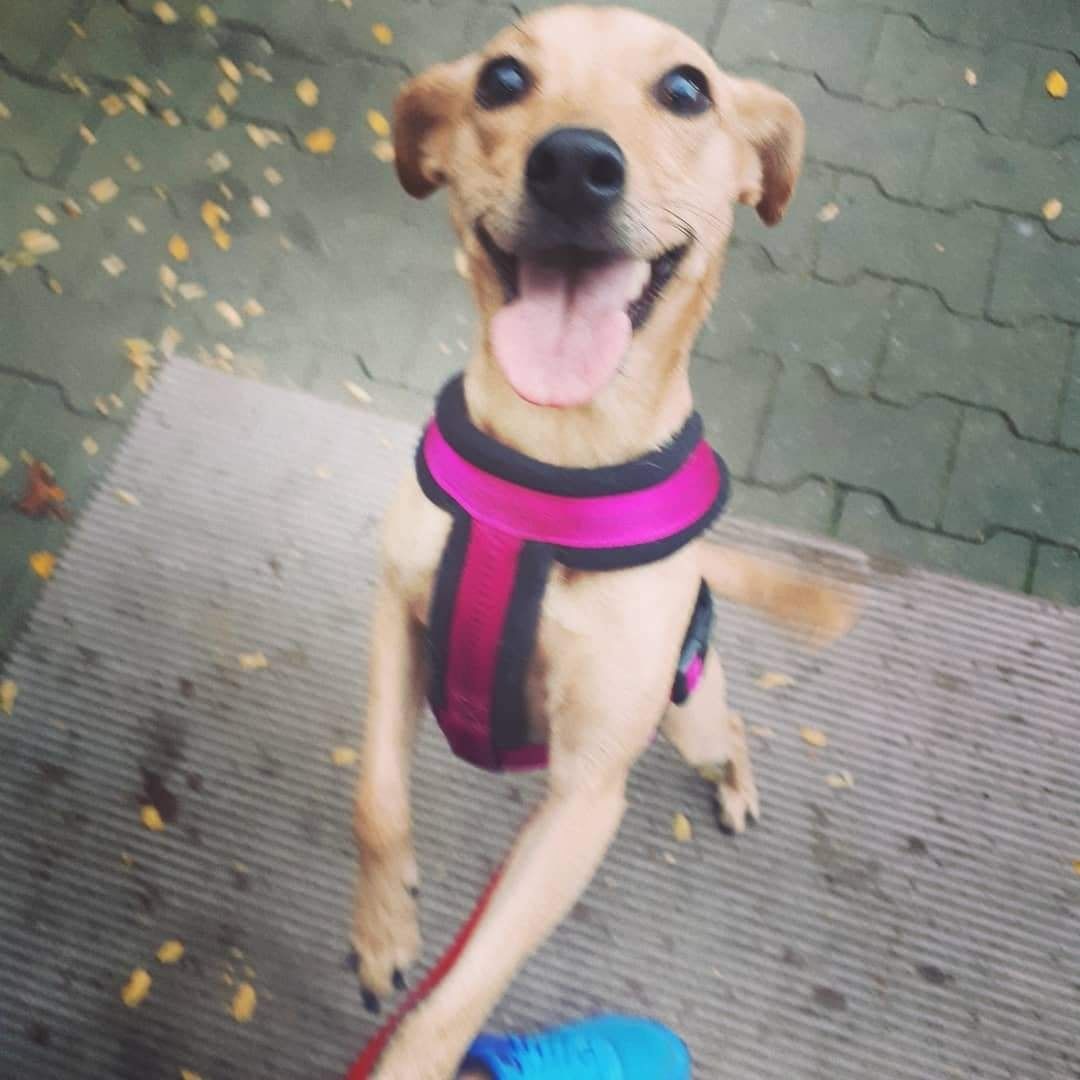 Dzień Kundelka na Pudelku! Nasi czytelnicy dzielą się z nami zdjęciami swoich pupili 