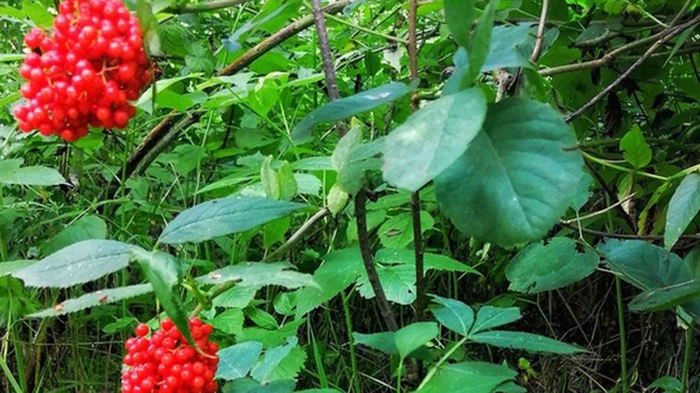 Leśnicy ostrzegają przed owocami bzu koralowego