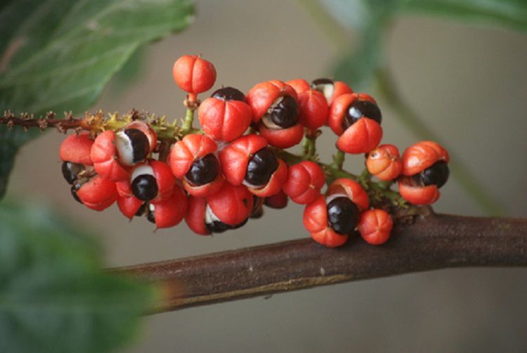 Guarana świetnie sprawdzi się jako dodatek do posiłków