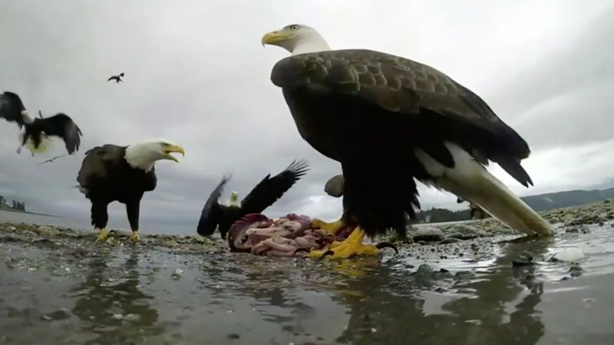 Bielik amerykański zabrał kamerkę, która go nagrywała i poleciał w dal 1