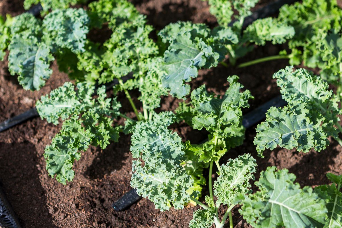 Wspiera wzrok i pomaga utrzymać cholesterol w normie. Polacy omijają
