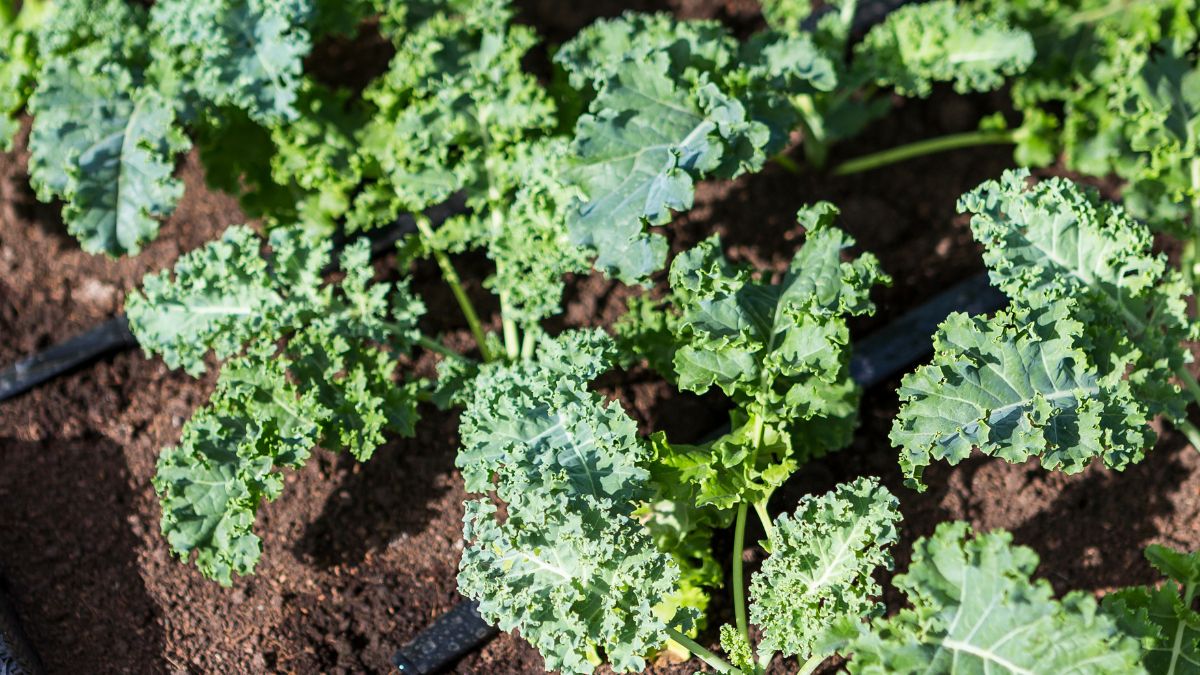 Jarmuż jest łatwy do uprawy w ogródku