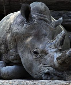RPA. Chcieli przemycić rogi nosorożców. Są warte ponad 3,5 mln dolarów