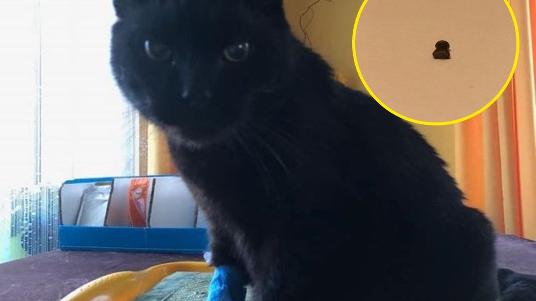 Kot został postrzelony z wiatrówki 