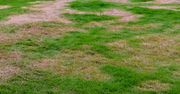 Jak dosiać trawę, żeby nie było pustych placków? Będzie bujna i intensywnie zielona