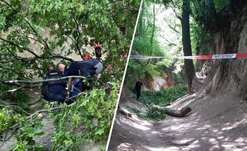Dzieci w szpitalu. Prokuratura zbada drzewa po wypadku w wąwozie