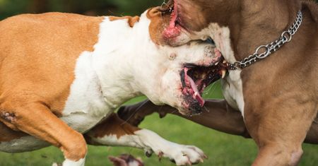 Koszmar w USA. Pitbulle dobiły rannego 3-latka z Elizabeth w New Jersey