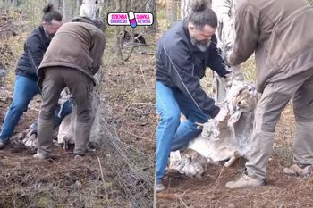 Niebezpieczna pułapka w lesie. Daniel potrzebował pomocy człowieka