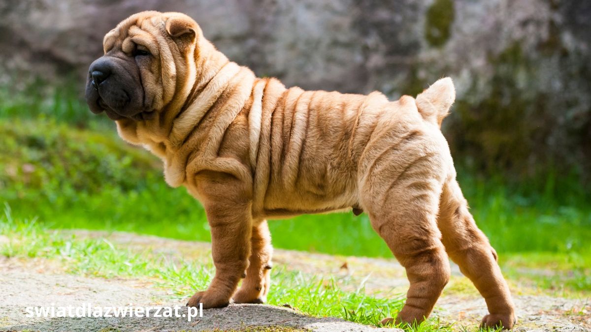 Shar Pei Szarpej