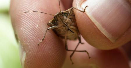 Zaczynają wchodzić do domów. "Mszczą się", gdy je złapiesz